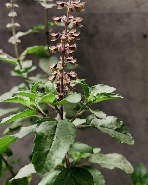 Plant de Basilic Sacré (Tulsi) en pleine croissance