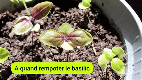 Schéma de repiquage du basilic