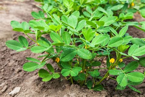 Plant d'arachide en floraison avec gynophores