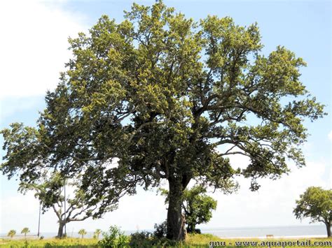 Arbre feuillu en forêt