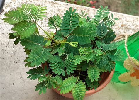 Plante Mimosa Pudica avec des feuilles repliées