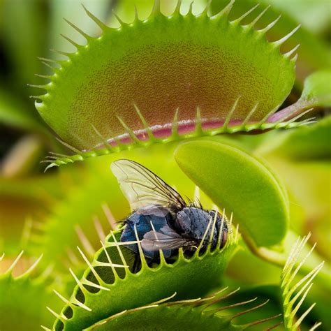 Illustration d'une dionée attrape-mouche capturant un insecte