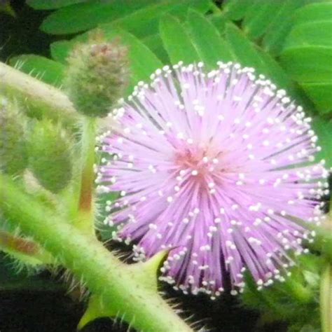 Image d'un sachet de graines de Mimosa Pudica