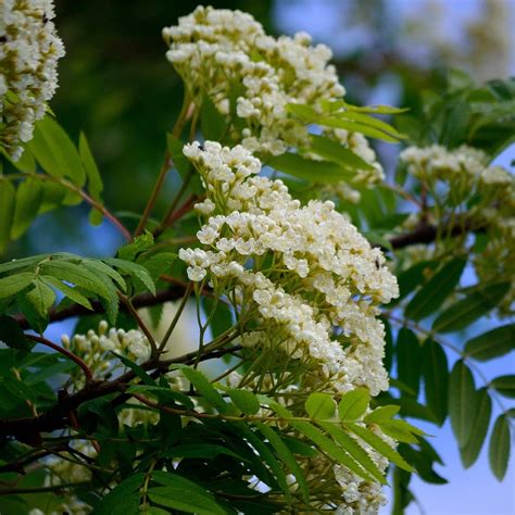 Fleurs blanc crème du Sorbier des Oiseleurs en corymbe