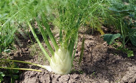 Plant de fenouil bulbeux en pleine croissance