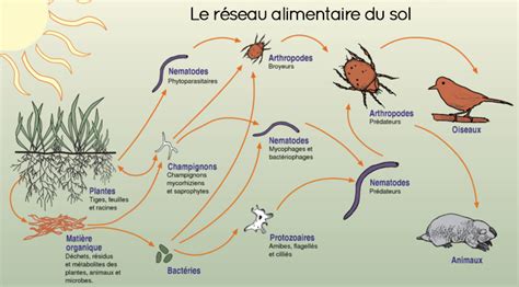Infographie sur la chaîne alimentaire du sol stimulée par le BRF