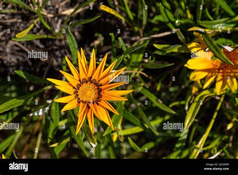 Gazania en pleine floraison