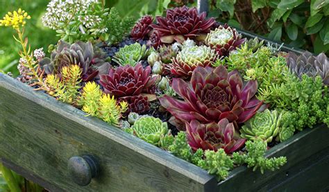 Assortiment de plantes grasses en pot