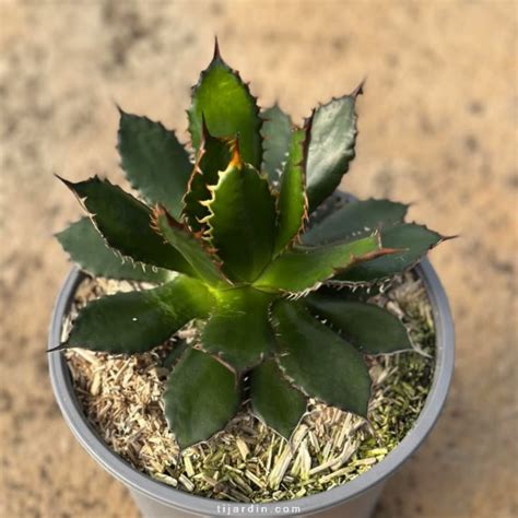 Agave au feuillage spectaculaire