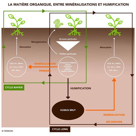 Illustration conceptuelle du cycle de l'humus en forêt