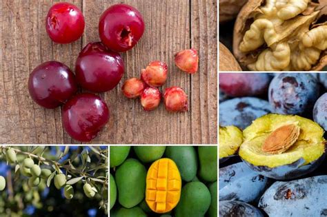 Fruits à noyau et à pépins atteints de moniliose avec coussinets sporifères