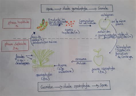 Schéma des usages multiples de la fougère aigle au jardin