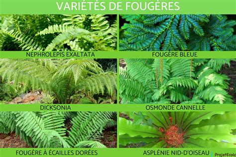 Différentes espèces de fougères