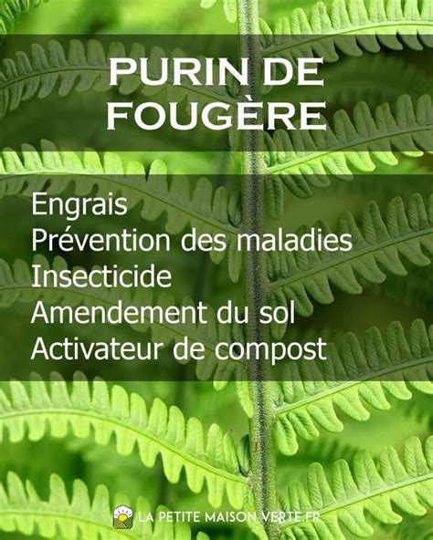 Exemple d'application de purin de fougère sur des plantes du potager