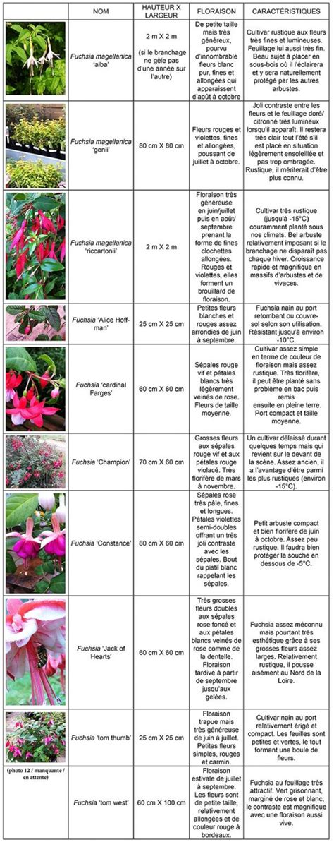 Infographie présentant différentes variétés de fuchsias