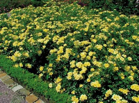 Schéma des différentes utilisations des rosiers couvre-sol
