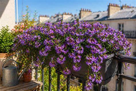 Géraniums en fleurs sur un balcon