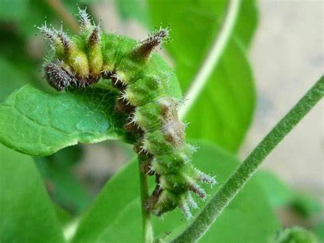 Chenille du Brun du Pélargonium