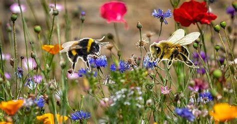 Jardin fleuri avec géraniums et plantes mellifères