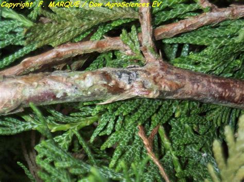 Racines de thuya attaquées par le Phytophthora