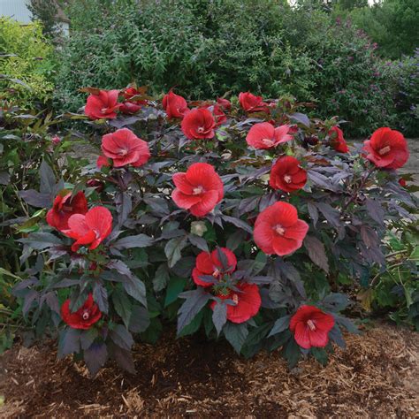 Hibiscus 'Midnight Marvel' en pleine floraison avec son feuillage pourpre
