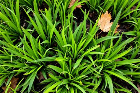 Gazon vert et dense sans mauvaises herbes