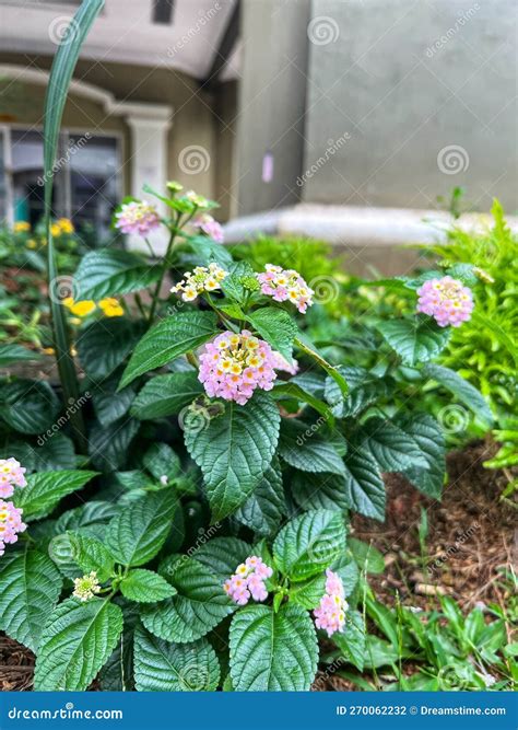 Lantana camara en pleine floraison