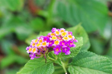 Gros plan sur les fleurs multicolores d'un Lantana