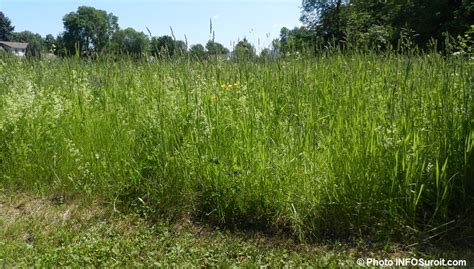 Champ avec de l'herbe haute et des broussailles