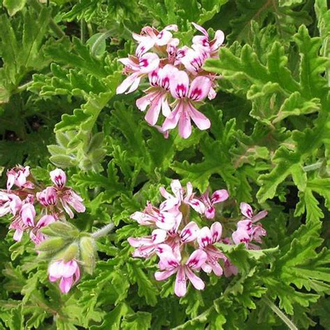 Plante de géranium bourbon en fleur