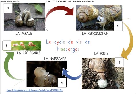Infographie montrant le cycle de vie typique d'un escargot