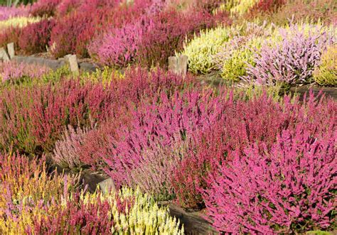 Massif de bruyères roses en fleurs