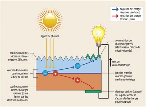 Schéma explicatif de l'étiolement d'une plante par manque de lumière