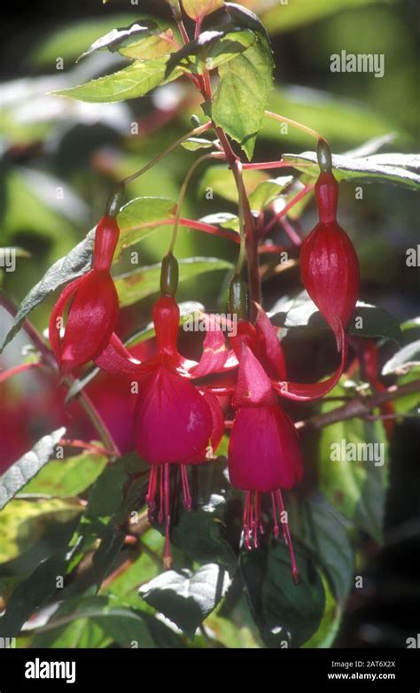 fleurs de fuchsia en gros plan