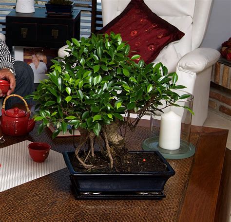 Bonsaï Ficus Retusa dans un intérieur moderne