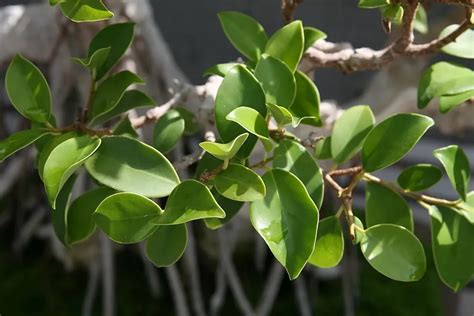 Comparaison visuelle des feuilles de Ficus Retusa et Ficus Microcarpa