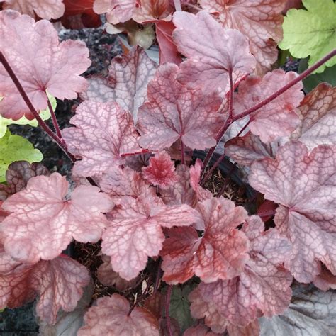 Variété d'Heuchère 'Berry Smoothie' aux teintes rosées