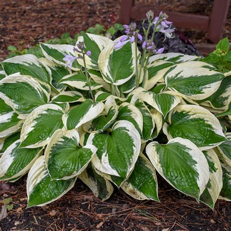 Exemple de Hosta panachée illuminant un coin d'ombre