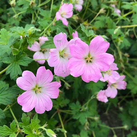Géranium vivace aux fleurs roses