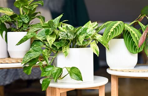 Arrangement de plantes d'intérieur pour un coin ombragé