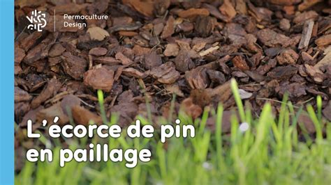 Infographie montrant la méthode correcte de paillage avec des écorces de pin pour maintenir l'acidité