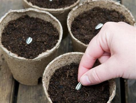 Enfants jardiniers en train de planter des graines dans un potager pédagogique