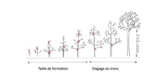 Schéma montrant les étapes de la taille de formation et d'entretien du noisetier