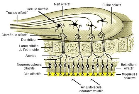 Schéma anatomique du bulbe olfactif et des voies de transmission nerveuse
