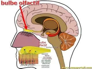 Mécanisme de migration des neuroblastes vers le bulbe olfactif