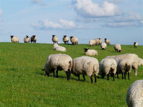 Champ de moutons dans une prairie