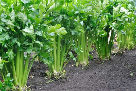 Céleri-branche dans un jardin potager