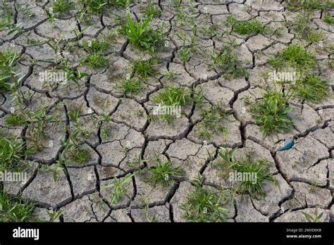 une image artistique montrant une graine germant dans un sol craquelé