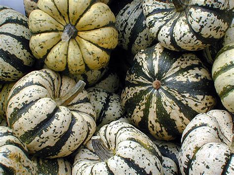 Photographie comparative d'une courge jeune prête à consommer et d'une courge mature