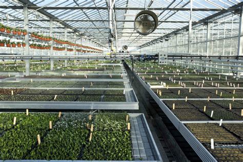 serre de production de jeunes plants maraîchers prêts pour la vente